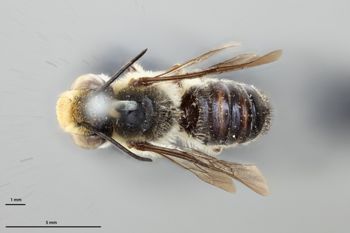 Media type: image;   Entomology 27431 Aspect: habitus dorsal view